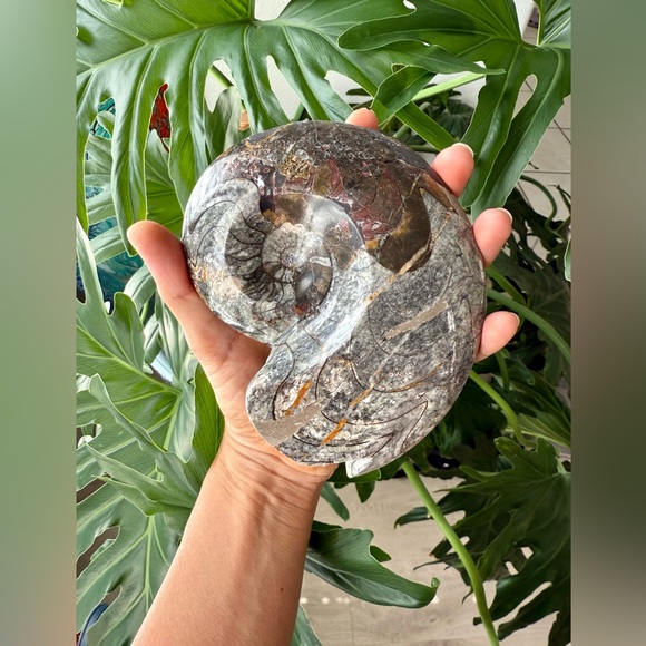 Ammonite Fossil - Picture 3 of 5